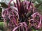 A purple crinum lily (Crinum Asiaticum)