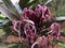 A purple crinum lily (Crinum Asiaticum)