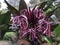 A purple crinum lily & x28;Crinum Asiaticum& x29;
