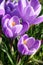 Purple crocus