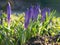 Purple crocus buds at spring sun light