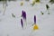 Purple crocus buds and yellow winter aconite buried in snow