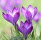 Purple Crocus flower