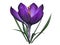 Purple crocus flower