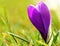 Purple crocus flower