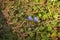 Purple crocus flower close up in dry grass