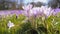 Purple Crocus, flower falling from above