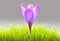Purple crocus flower in grass