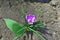 Purple crocus flower with green leaves, top view petals, pistil and stamens, growing on black earth