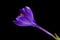 Purple crocus flower half closed on black background