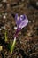 Purple crocus flower, violet crocus, spring or giant crocus - crocus versus