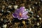 Purple crocus flower, violet crocus, spring or giant crocus - crocus versus