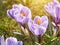 Purple crocus, flowering plants in the iris family. a bunch of crocuses, meadow full of crocuses