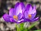 Purple crocus flowers