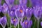 Purple crocus flowers