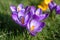Purple crocus flowers in bloom, horizontal, isolated, with copy space