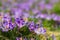 Purple crocus flowers blooming on spring meadow