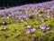 Purple crocus flowers blooming on spring meadow