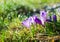 Purple crocus flowers blooming on spring meadow