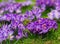 Purple crocus flowers blooming on spring meadow