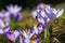 Purple crocus flowers blooming on spring meadow