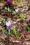 Purple Crocus flowers on brown mulch