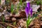 purple crocus flowers on the forest glade