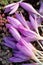 Purple crocus flowers frozen out by the cold spell in a garden