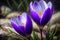 Purple crocus flowers. Generative AI