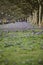 Purple crocus flowers meadow scene. Crocus meadow flowers. Purple crocus flowers. Purple crocus flower meadow. Jasne Blonia Square