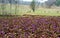 Purple crocus flowers in a valley with cattle grazing in a background