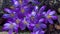Purple Crocus Flowers Video in February