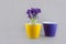 Purple crocus grow in pot and empty flowerpot