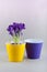 Purple crocus grow in yellow pot and empty violet flowerpot