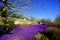 Purple Crocus Lawn Display at Wallington Hall