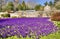 Purple Crocus Lawn at Wallington Hall