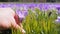 Purple Crocus, male hand plucks a flower