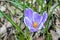 Purple crocus among old foliage.