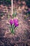 Purple crocus, saffron. First bright primroses in forest glade . Seasons, weather, spring