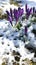 Purple crocus snow europe closeup