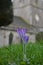 Purple crocus in springtime in front of an ancient English church