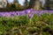 Purple Crocus vernus growing in warm sunrise on early morning