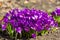 Purple crocuses bloom