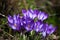 Purple Crocuses Blooming In Springtime