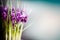 Purple Crocuses at blurred nature background, front view, floral border. Spring flowers