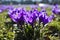 Purple crocuses closer look, park. Szczecin