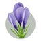 Purple crocuses composition, spring flowers. Hand painted watercolor floral illustration isolated on white background. Design
