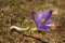 Purple crocuses -  Crocus heuffelianus