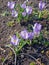 Purple crocuses (Crocus sativus)