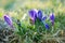 Purple crocuses crocus sativus soft focus and diffused bokeh